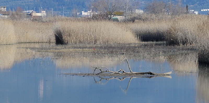 Stagno di Focognano